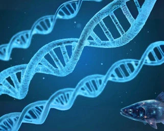 OTESALY® PDRN: Hvorfor Lakse-DNA Har Blitt Hudpleiens Mest Fascinerende Rejuveneringsingrediens